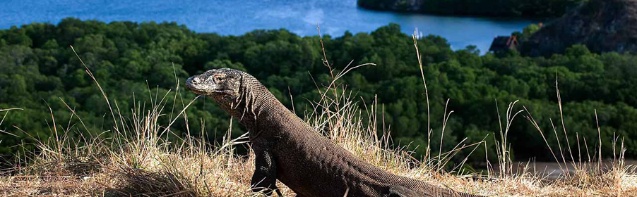 Komodo Island, Indonesia