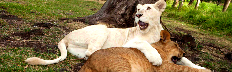 Casela Park, Walk with the Lions - Mauritius